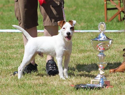 HAMLET of the Roadrunners