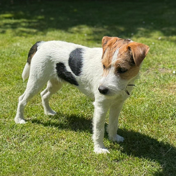 Oskar